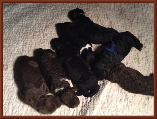 Pups at 2 Days Old